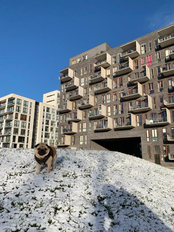 Cute Pug Guest Room Kopenhag Dış mekan fotoğraf